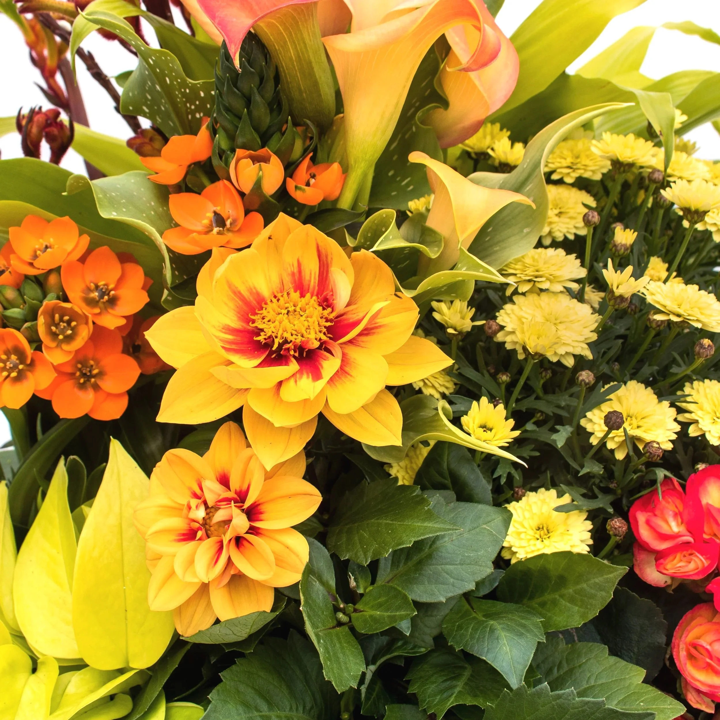 Blooming Baskets — Cactus & Tropicals